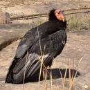 A large black bird with a pink and orange face sits on brown and red rock.