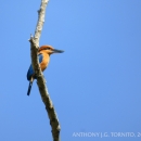 A cinnamon-brown bird with bright blue wings and tail sits on a branch. It has a long, heavy bill.