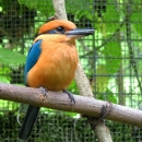 A sihek stand on a branch in a cage. It is cinnamon orange with metallic blue wings and tail. It's beak is large and black and it has a metallic blue stripe retreating from its eye like mascara.