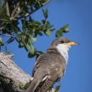 a grey bird with a white chin and breast and large yellow bill perches on a tree branch