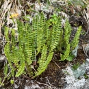 A clump of Aleutian shield fern.