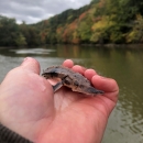 A hand holds a tiny prehistoric-looking fish with a long snout and little ridges along its spine.