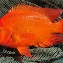 Aquatic Invasive Species, Midas Cichlid (Amphilophus citrinellus)