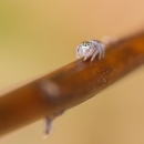 A light tan nearly white spider crawls down a branch. The image is close up highlighting the spiders large, round eyes. 