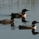 Three common loons float on a pool.