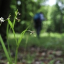 Plant with a small white flower in the foreground, person in the background