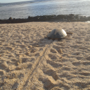 A green sea turtle makes its way from its nest to the ocean. 