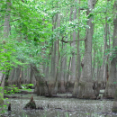 Thick-trunked trees with leafy green foliage grow out of standing water