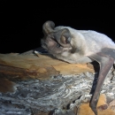 Florida bonneted bat laying on a tree branch.