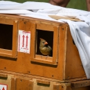 A northern cardinal, one of the species of birds recovered during the investigation into migratory songbird trafficking