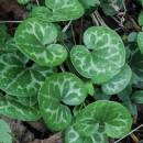 Dwarf-flowered heartleaf from above | U.S. Fish and Wildlife Service Southeast Region