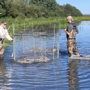 2 biologists wade in water to collect ducks from a metal cage