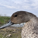 close up of a male northern pintail head