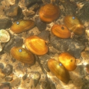 A photo of the oblong rocksnail taken by the Alabama Aquatic Biodiversity Center