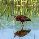 A large reddish wading bird with a long curved bill prowls a wetland, with tall grasses showing behind it.