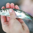 a shiny fish in someone's hand