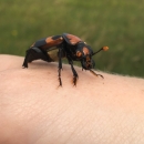 A large, black beetle with big orange markings and orange-tipped antennas crawls on a human hand.