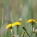 A small, orange butterfly landed on yellow flowers.