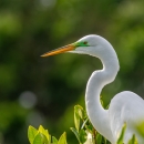 Great egret