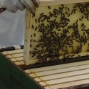 Honeycomb tray lifted by white gloved hands. Honey Bees cover tray. 