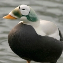 Spectacled eider