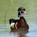 Close-up photo of male wood duck floating in greenish-blue water.