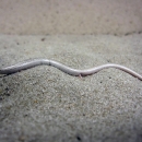 A sand skink displays a light tan color with spotting on its scales and a lateral strip on the snout. Its body shape is slender with reduced limbs. strip on the snout. 