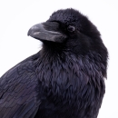 Common raven