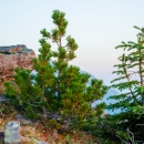 Two small evergreen trees sprout on the edge of a cliff. 