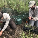 Two people kneel as they place small seedlings in the ground