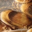 A reef of hatchery reared spectaclecase subadult mussels. Distinct growth lines are apparent on subadults.