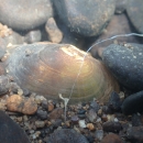 A rayed bean mussel burrows in sand and gravel in the Allegheny River