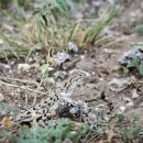 Brown and black spotted lizard in grassy area.