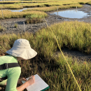 biologist surveys vegetation in salt marsh