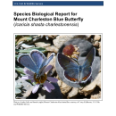 Mount Charleston blue butterfly Species Report