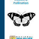 Insects and Pollination Lesson Plan