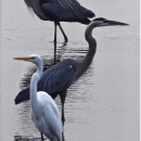 Bird List for St. Marks NWR