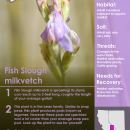 Fish Slough milkvetch