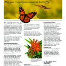 Fly into action: How you can help the monarch butterfly