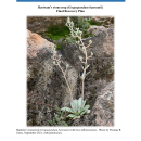 Final Recovery Plan for the Bartram's Stonecrop