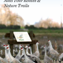 San Luis NWR Complex Auto Tour and Nature Trail Brochure