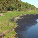 Bayou Sauvage NWR Brochure