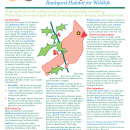 BirdFeeding2.pdf