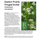 Maine Field Office Eastern Prairie Fringed Orchid Fact Sheet