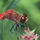 Eastern Massachusetts National Wildlife Refuge Complex Brochure