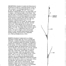 Knieskern's Beaked-rush Survey Guidelines