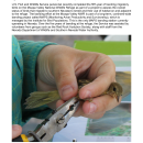 Team wraps up five-year bird-banding effort in southern Nevada