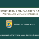 Northern Long-eared Bat Public Hearing Presentation Slides