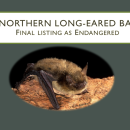 Northern Long-Eared Bat Final Rule - Webinar