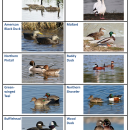 Waterfowl_ID_Key.pdf